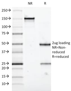 MUC5AC Antibody (58M1), Novus Biologicals:Antibodies:Primary Antibodies